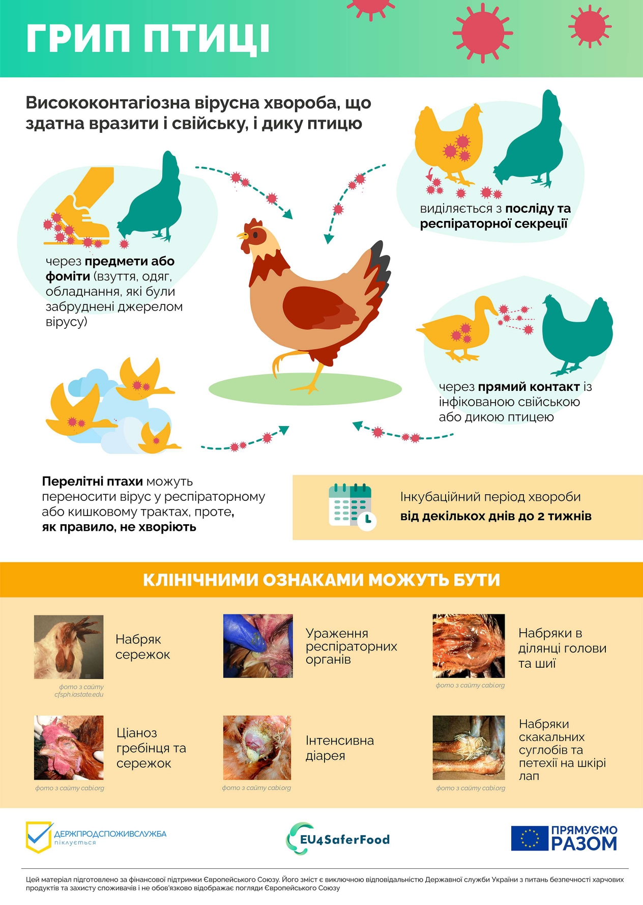 veterinarians poster A4 page 0001